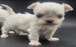 Maltese dogs for sale: Casper - Image 5