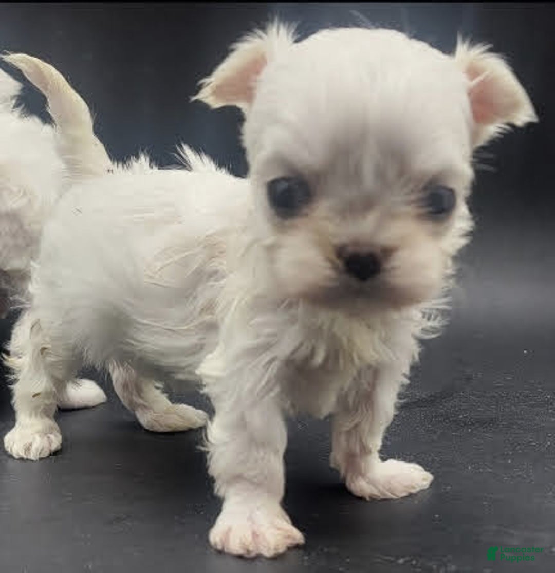 Maltese dogs for sale: Casper - Image 5