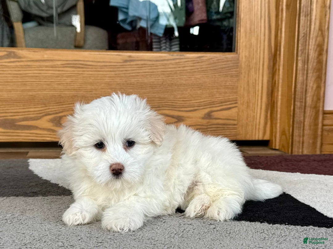 Coton De Tulear dogs for sale: Lindsey - Image 4