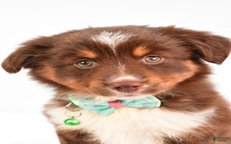 Miniature Australian Shepherd dogs for sale: Tasha - Image 7