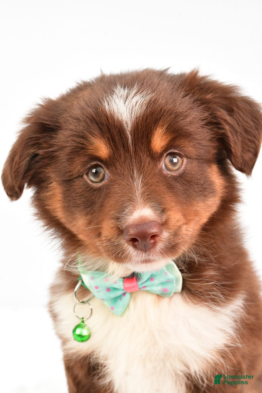 Miniature Australian Shepherd dogs for sale: Tasha - Image 7