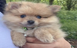 Pomeranian dogs for sale: Yogi - Image 2