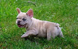 French Bulldog dogs for sale: Aragon - Image 4