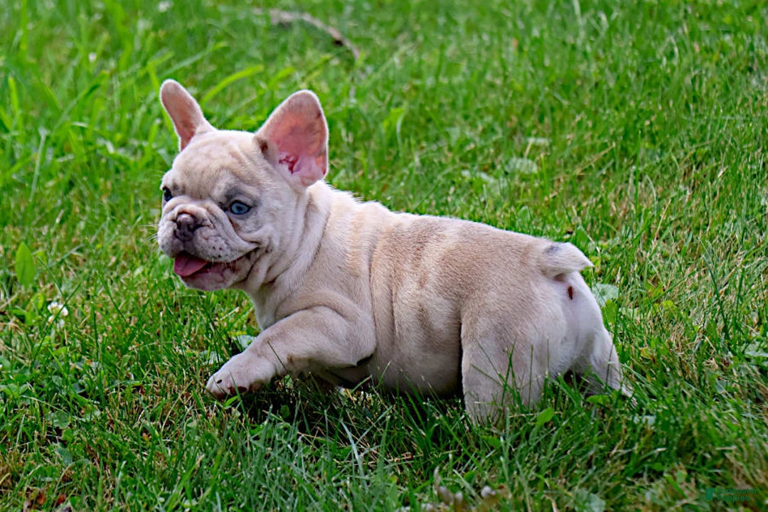 French Bulldog dogs for sale: Aragon - Image 4