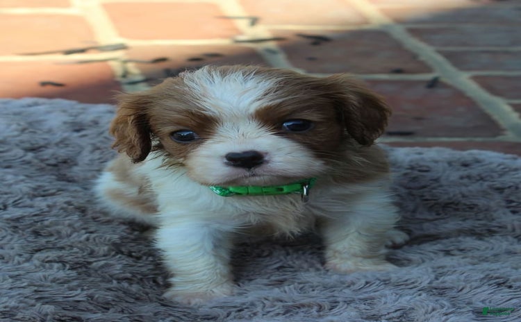 Cavalier King Charles Spaniel dogs for sale - Ad 4