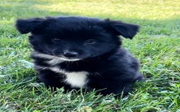 Shiba Inu dogs for sale: Missy - Image 10