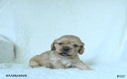 Cocker Spaniel dogs for sale: Sage - Image 5