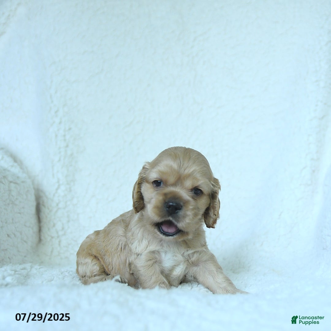 Cocker Spaniel dogs for sale: Sage - Image 5
