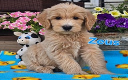 Goldendoodle dogs for sale: Zeus - Image 1