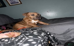 American Bully dogs for sale: Fawn/bluefawn - Image 8