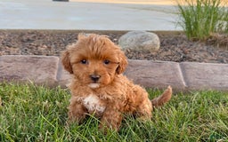 Cavapoo dogs for sale: Karla - Image 9