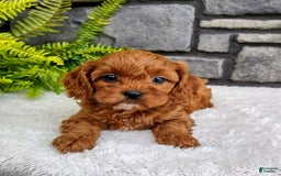 Cavapoo dogs for sale: Sadie - Image 1