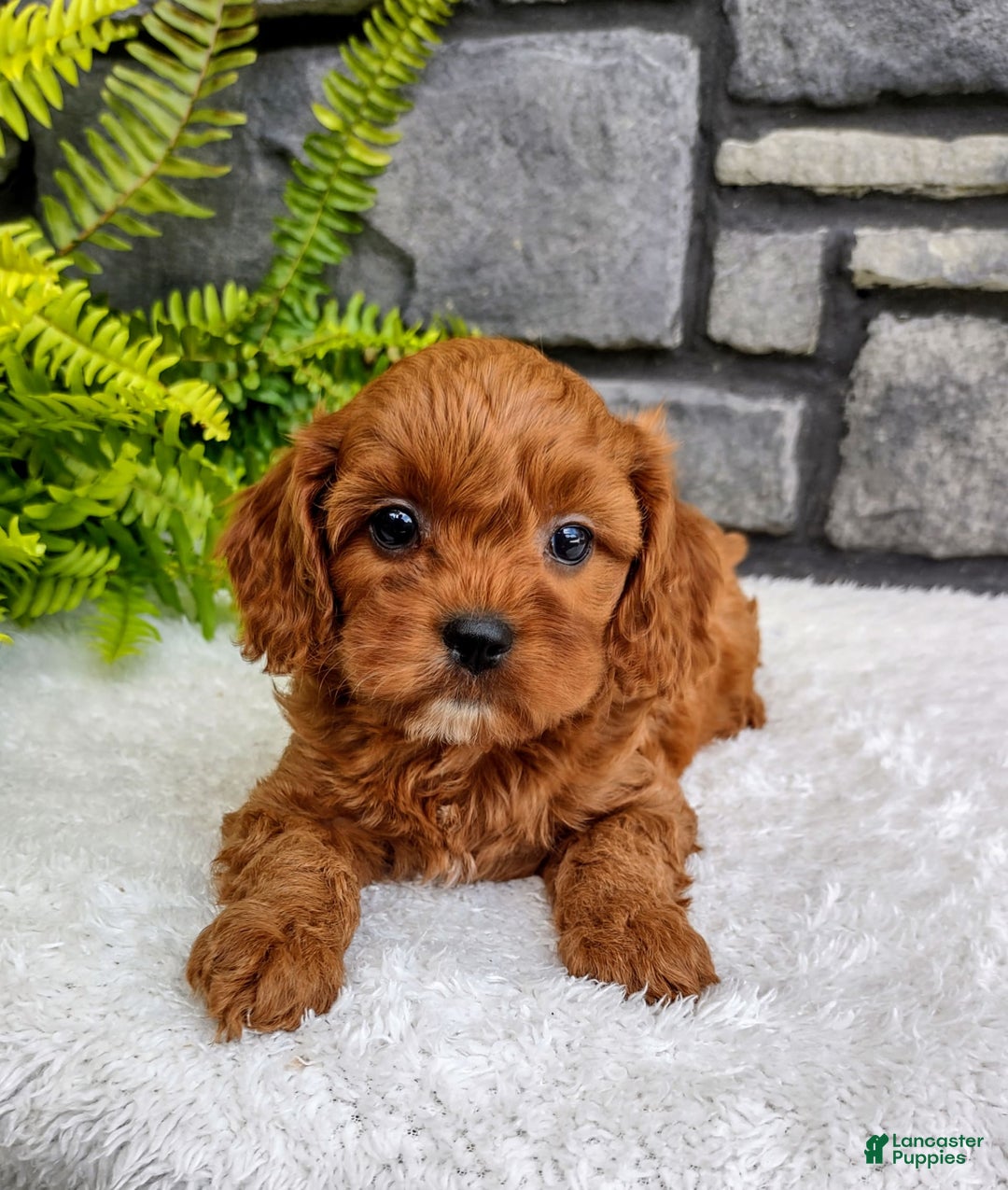 Cavapoo dogs for sale: Sadie - Image 1
