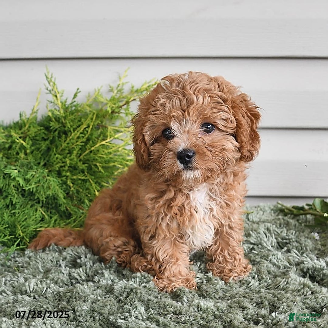 Cavapoo dogs for sale: Princess - Image 6