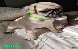 Pug dogs for sale: Ares - Image 4