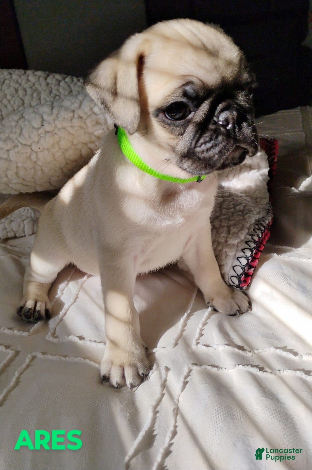Pug dogs for sale: Ares - Image 4