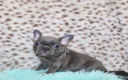 French Bulldog dogs for sale: Phoenix - Image 3