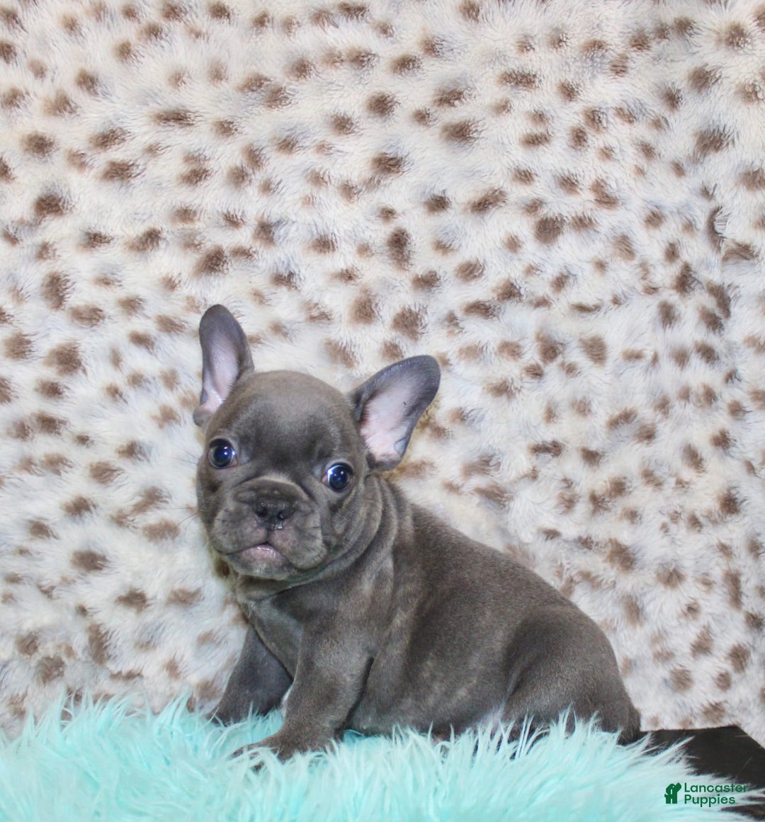 French Bulldog dogs for sale: Phoenix - Image 3