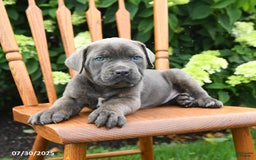 Cane Corso dogs for sale: Stella - Image 2