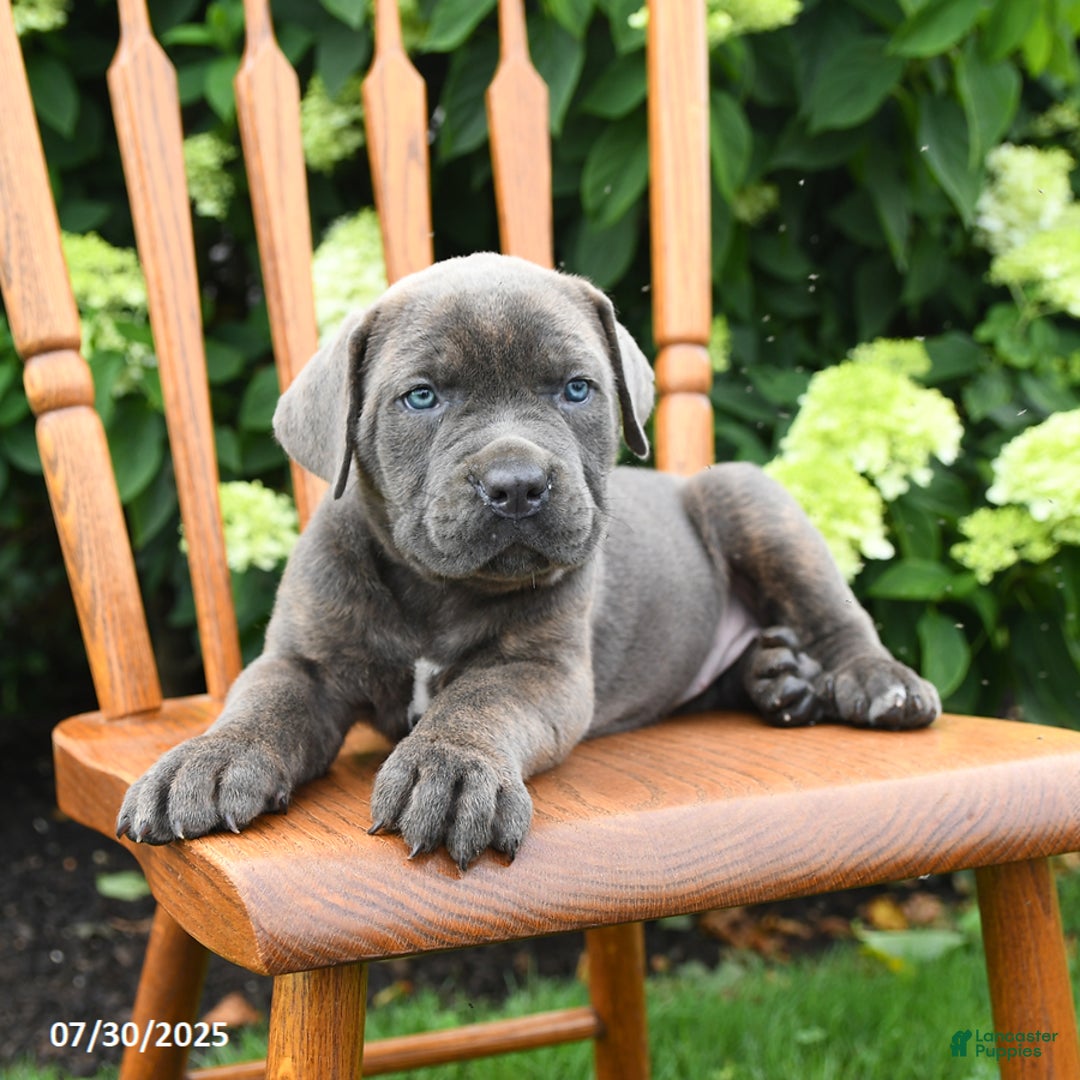 Cane Corso dogs for sale: Stella - Image 2