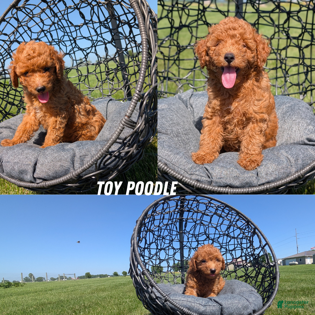Toy Poodle dogs for sale: Quinten - Image 4