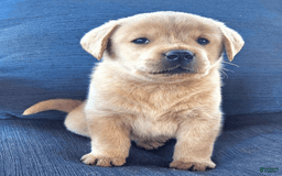 Labrador Retriever dogs for sale: Sunny - Image 1