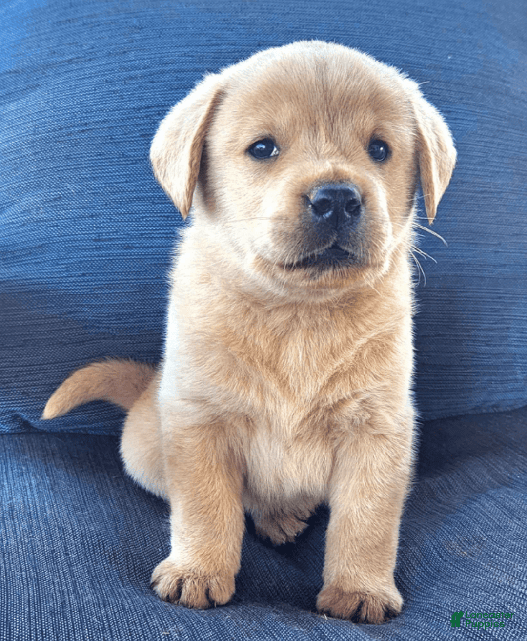 Labrador Retriever dogs for sale: Sunny - Image 1
