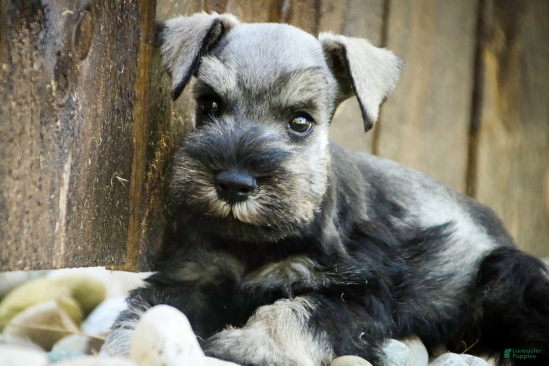 Miniature Schnauzer dogs for sale: Han - Image 12