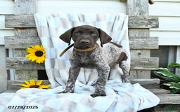 German Shorthaired Pointer dogs for sale: Loki - Image 3