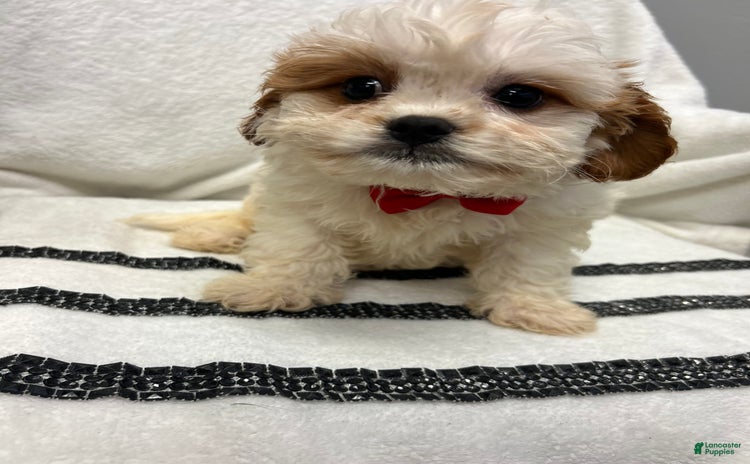 Cavapoo dogs for sale - Ad 5