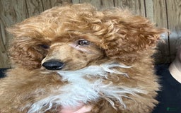 Toy Poodle dogs for sale: Maxi - Image 20