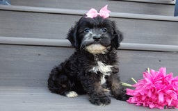 Cockapoo dogs for sale: Dolly - Image 2