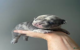 French Bulldog dogs for sale: Luna - Image 1