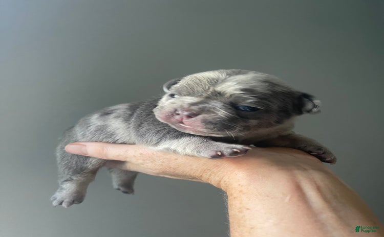 French Bulldog dogs for sale - Ad 1