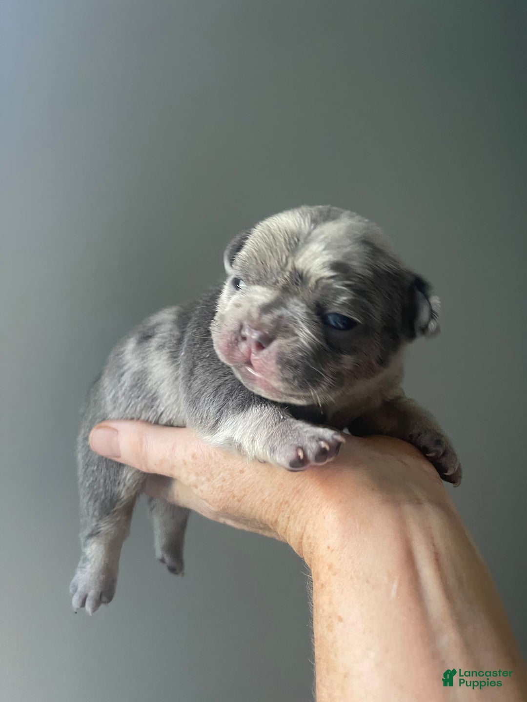 French Bulldog dogs for sale: Luna - Image 1