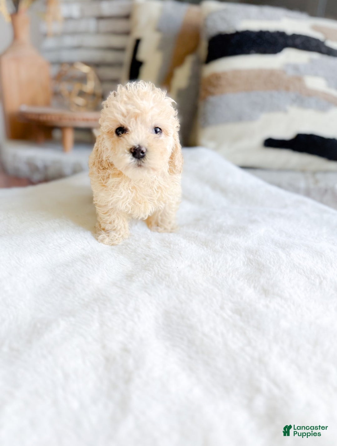 Cockapoo dogs for sale: Cockapoo 3 puppies - Image 3