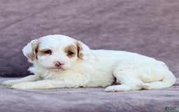 Goldendoodle dogs for sale: Odette - Image 9