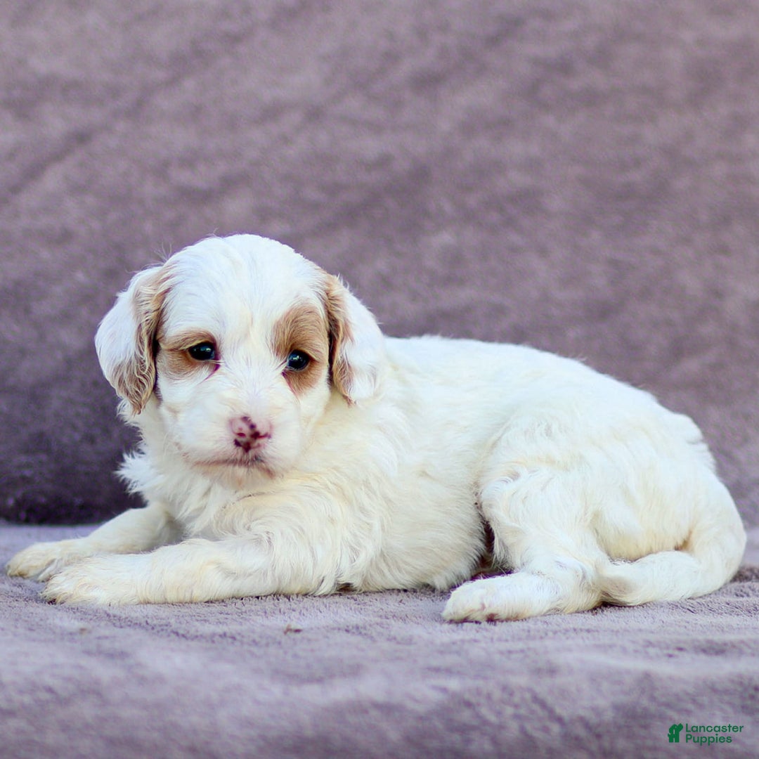 Goldendoodle dogs for sale: Odette - Image 9
