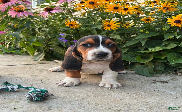 Basset Hound dogs for sale - Ad 1