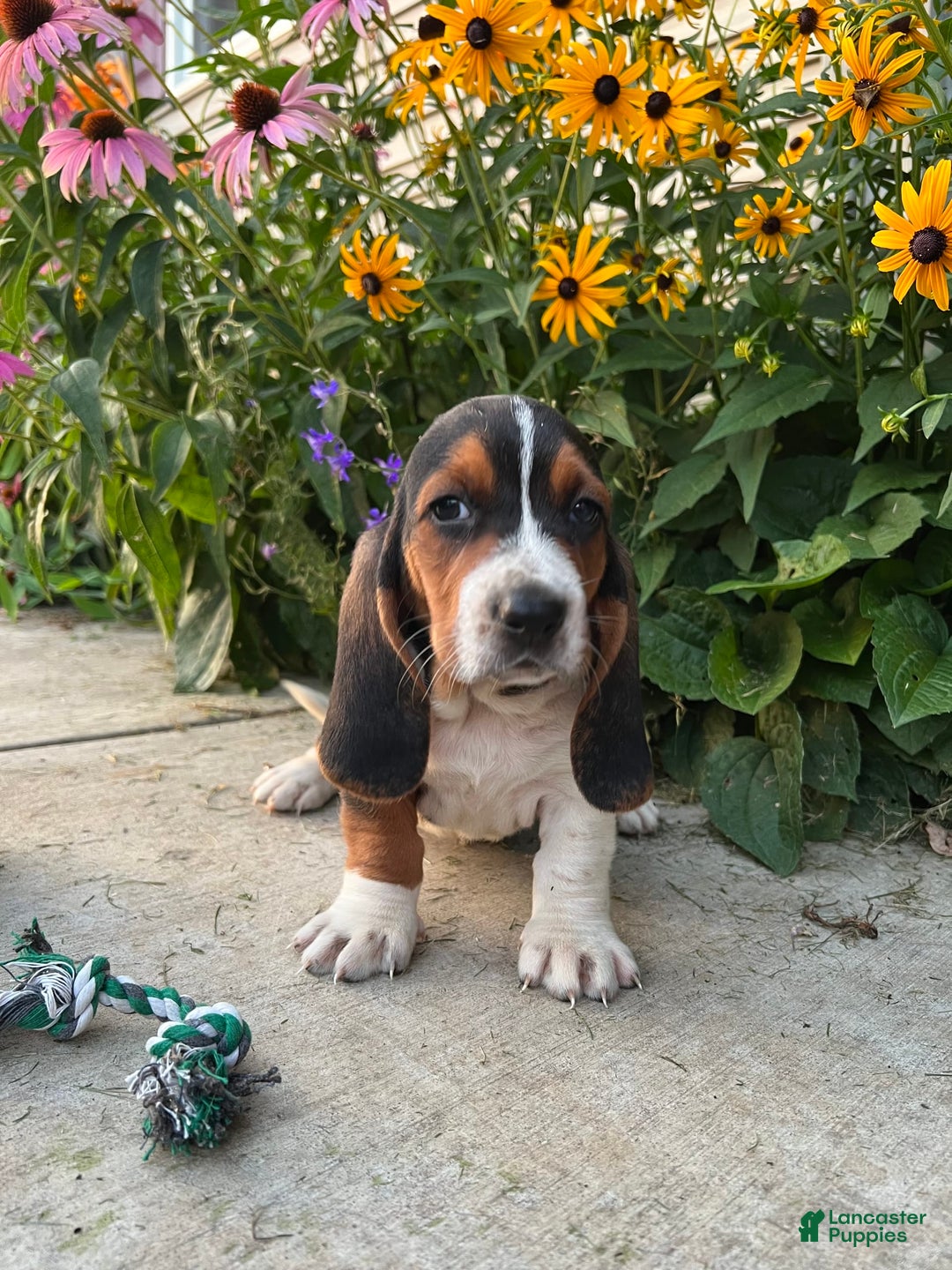 Basset Hound dogs for sale: Rex - Image 1