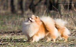 Pomeranian dogs for sale: Purse Pom - Love - Image 10