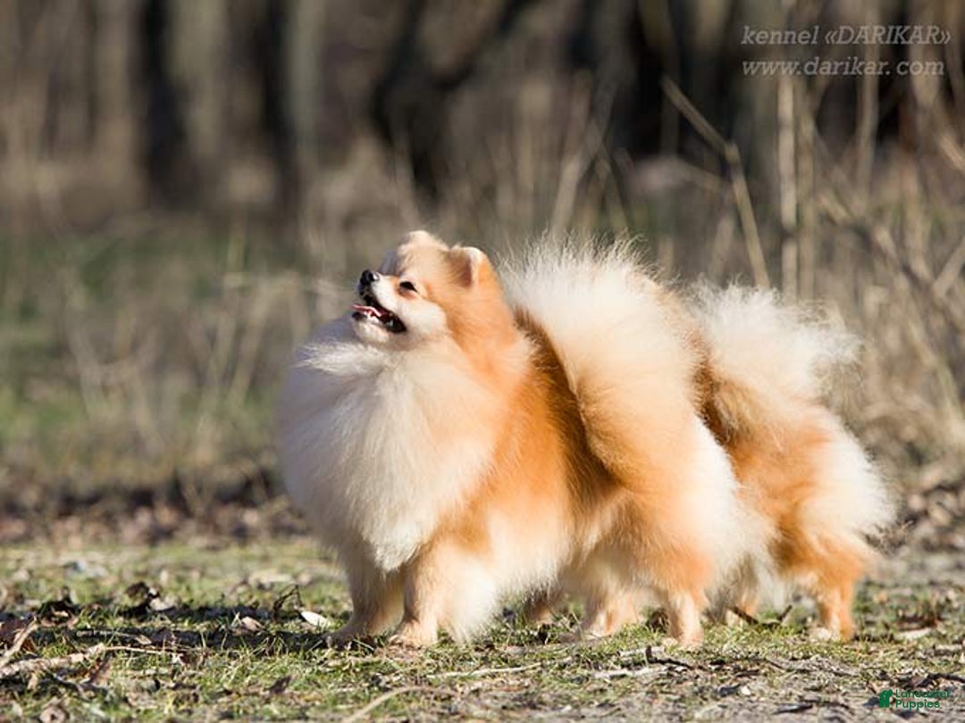 Pomeranian dogs for sale: Purse Pom - Love - Image 10