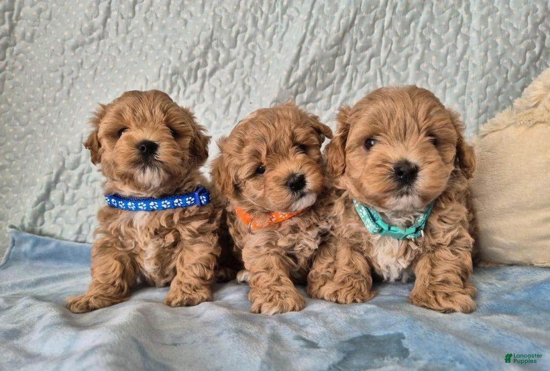 Maltipoo dogs for sale: Tommy - Image 2