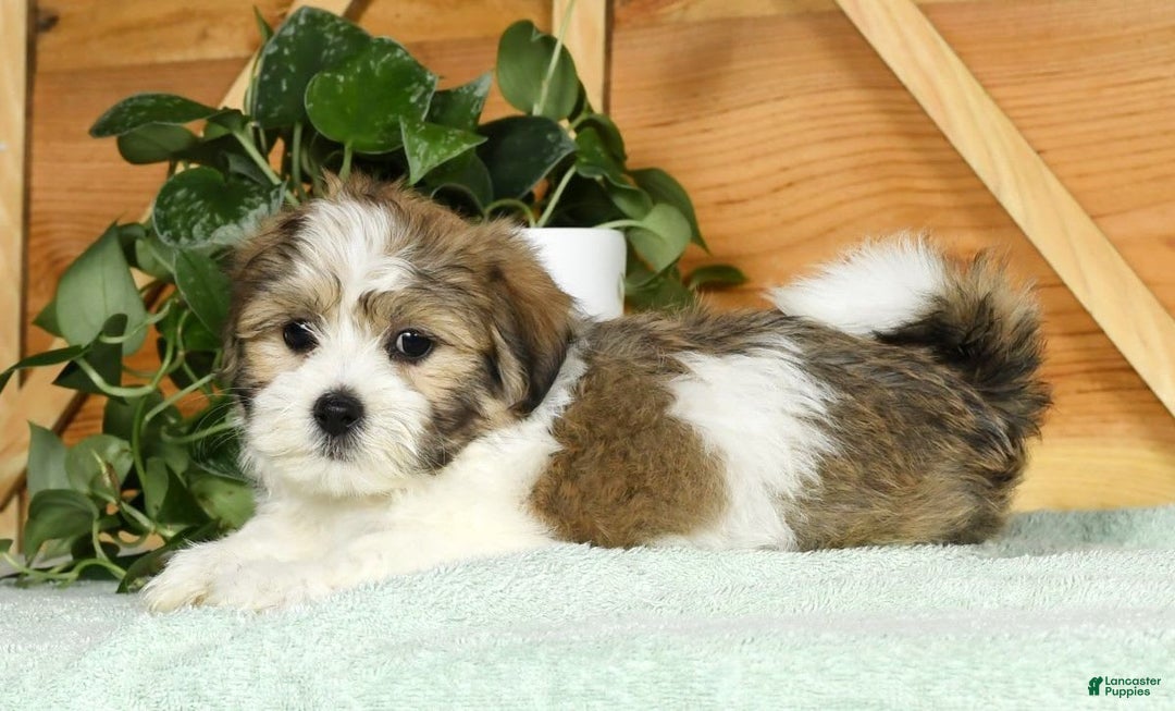 Teddy Bear dogs for sale: Wells - Image 6