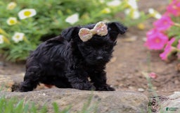 Yorkiepoo dogs for sale: Lola - Image 5