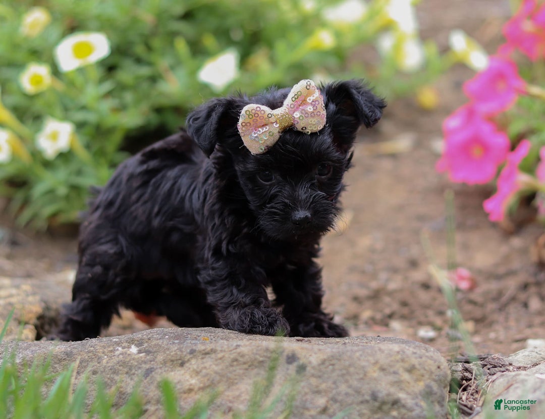 Yorkiepoo dogs for sale: Lola - Image 5