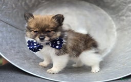 Pomeranian dogs for sale: Pomeranian 3 puppies - Image 11