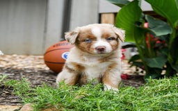 Miniature Australian Shepherd dogs for sale: Daisy - Image 1