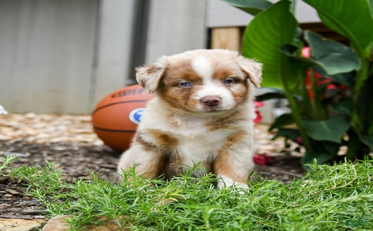 Miniature Australian Shepherd dogs for sale - Ad 3