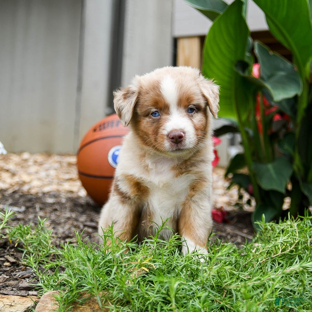 Miniature Australian Shepherd dogs for sale: Daisy - Image 1